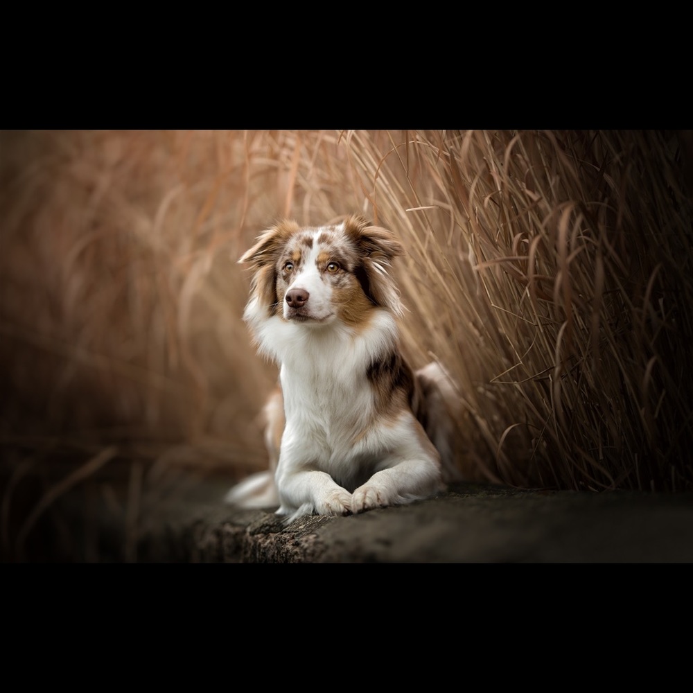 Meet your Posher, Ray